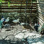 Casal Fontainhas- Country With Pool 別荘 アルコバサ