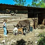 Casal Fontainhas- Country With Pool 別荘 アルコバサ