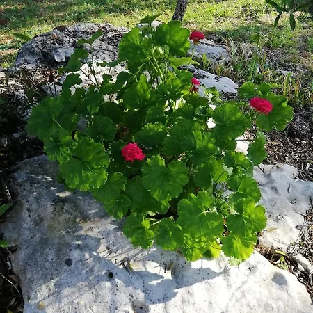 Casal Fontainhas- Country With Pool Vakantiehuis *