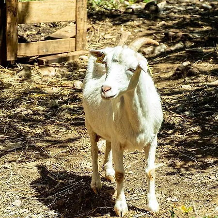 Casal Fontainhas- Country With Pool Vakantiehuis