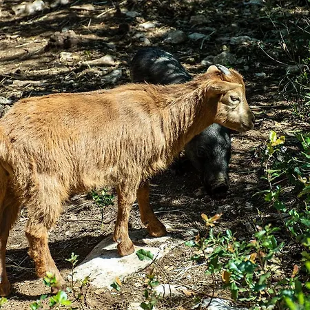 Casal Fontainhas- Country With Pool Vakantiehuis Alcobaça