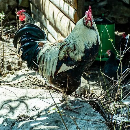 Casal Fontainhas- Country With Pool Alcobaça