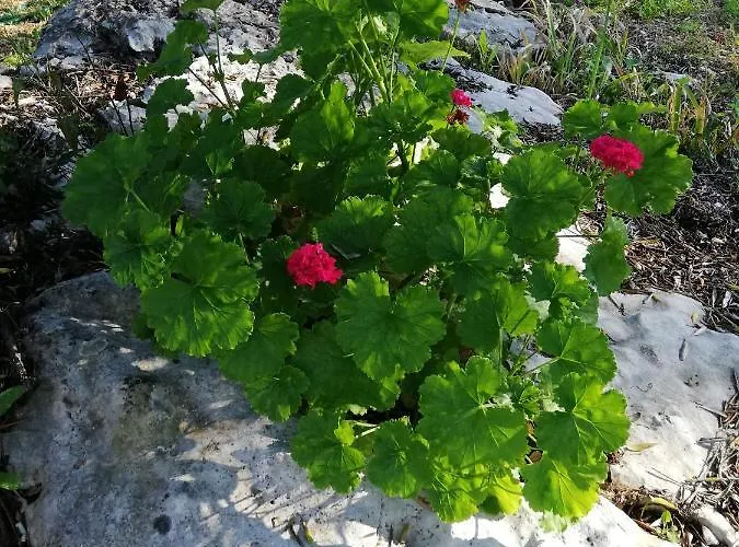 Casal Fontainhas- Country With Pool Holiday home *