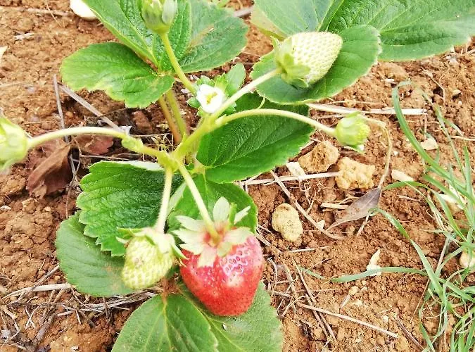 Casal Fontainhas- Country With Pool