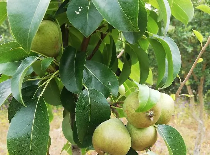 Holiday home Casal Fontainhas- Country With Pool