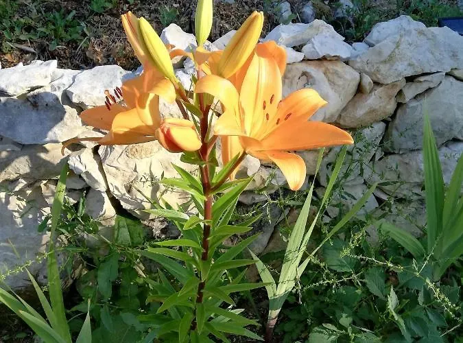Casal Fontainhas- Country With Pool Alcobaça
