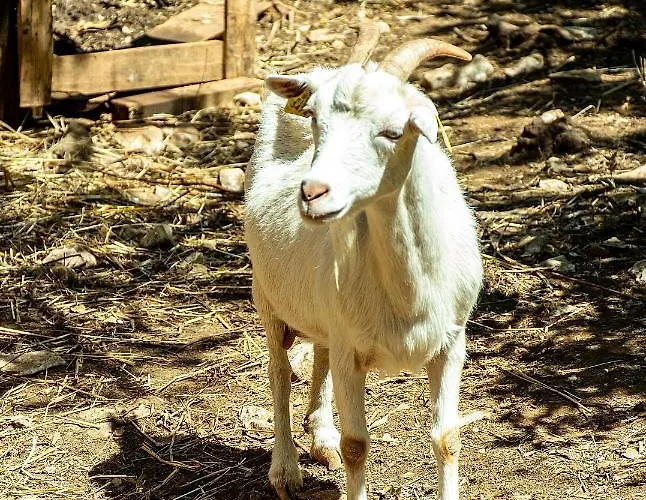 Casal Fontainhas- Country With Pool Holiday home