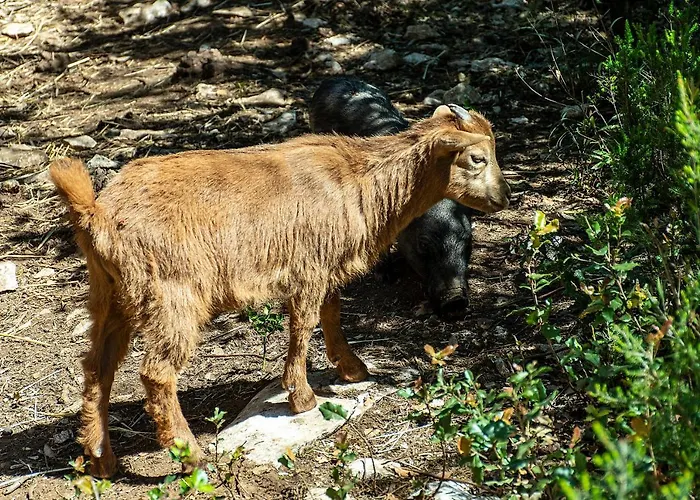 Casal Fontainhas- Country With Pool Holiday home Alcobaca
