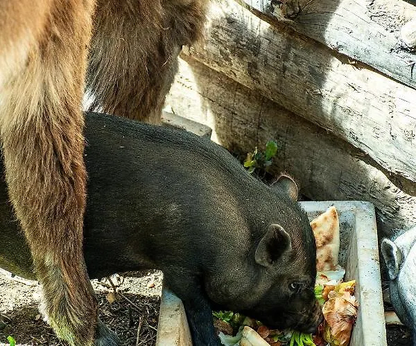 Casal Fontainhas- Country With Pool * Alcobaça