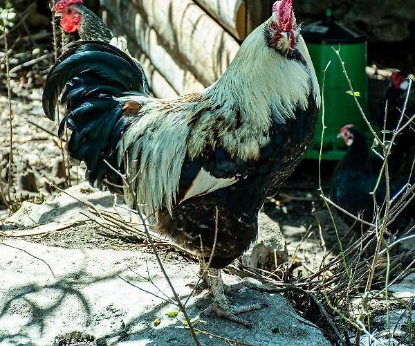 Casal Fontainhas- Country With Pool Alcobaca